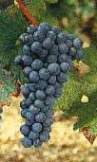 vins de Provence cabernet sauvignon
