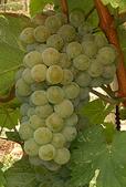 grappe sauvignon