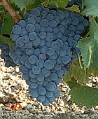 vins vallée du rhone grenache