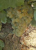 vins de Provence grenache blanc