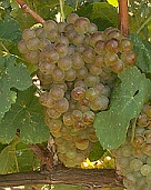 vins vallée du rhone marsanne