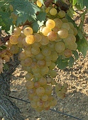 vin laguedoc roussillon muscat