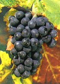 pinot noir