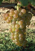 vins de Provence roussanne