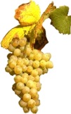 vin jura savagnin