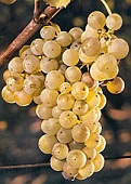 vins de Provence semillon