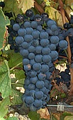 vins de Provence syrah