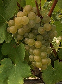 vins vallée du rhone viognier