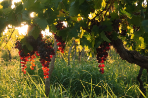 vendange-argentine