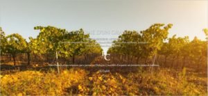 Domaine-coudoulis